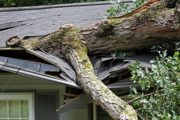 Storm Remediation in Lake Orion